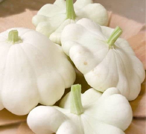 Squash Pearl 